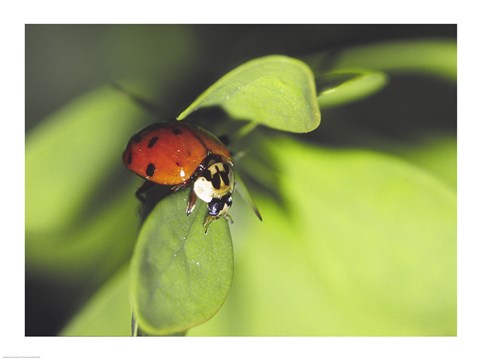 Framed Close-up of a ladybug on a leaf Print