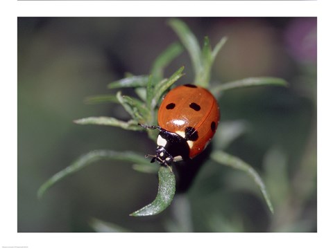 Framed Close-up of a ladybug on leaves Print