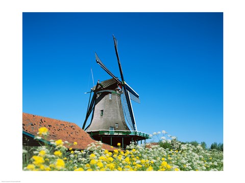 Framed Windmill, Zaanse Schans, Netherlands In Flowers Print