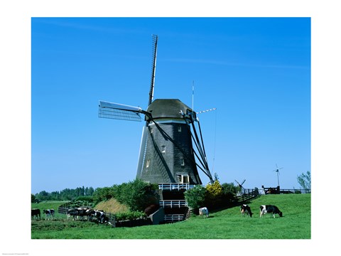 Framed Windmill and Cows, Wilsveen, Netherlands Photograph Print