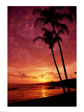 Framed Silhouette of palm trees at sunset, Kauai, Hawaii, USA Print