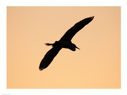 Framed Great White Egret in Flight at Twilight, Venice Rookery, Venice, Florida, USA Print