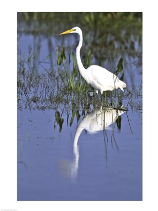 Framed Reflection of a Great Egret in Water Print