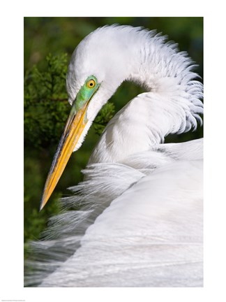 Framed Great Egret - up close Print