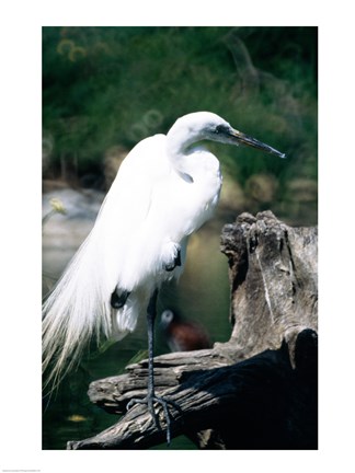 Framed Egret Print