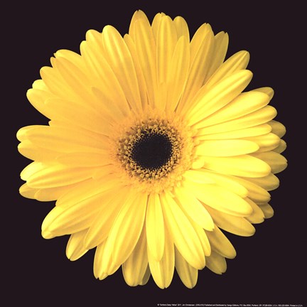 Framed Gerbera Diasy Yellow Print