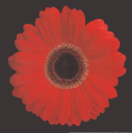 Framed Gerbera Daisy Red Print