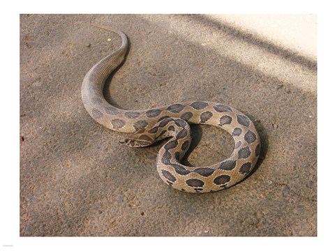Framed Russels Viper Print