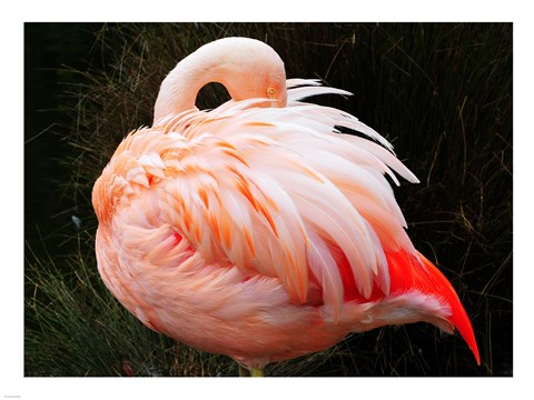 Framed Sleeping Flamingo Print