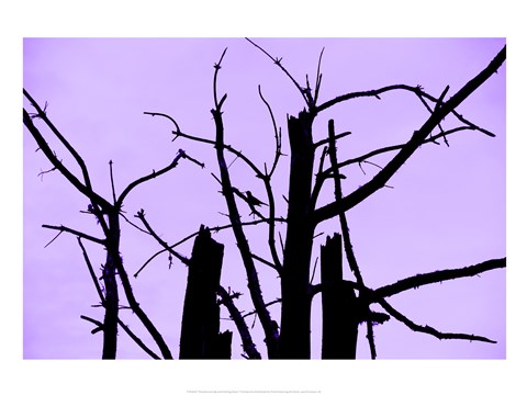 Framed Perched and Sat and Nothing More I Print