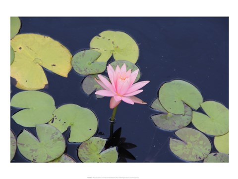 Framed Lotus Eaters I Print