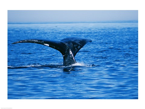 Framed Right Whale in the sea, Bay of Fundy, Canada Print