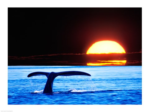 Framed Tail fin of a whale in the sea Print