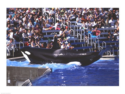 Framed Killer Whale Sea World San Diego California USA Print