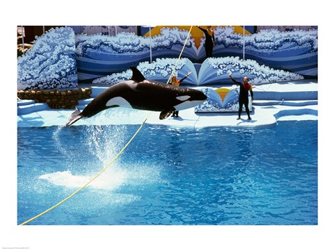 Framed Shamu-Killer Whale Sea World San Diego California USA Print