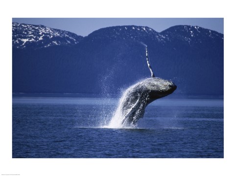 Framed Humpback Whale  Alaska  USA Print