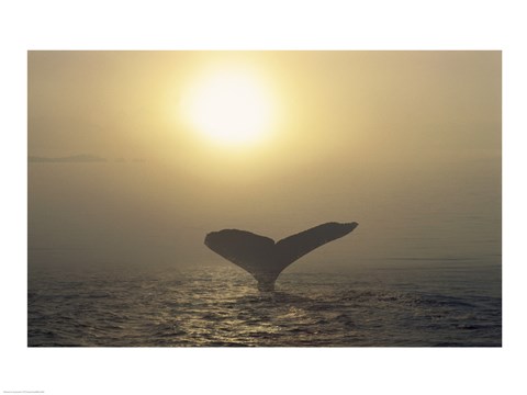 Framed Humpback Whale Tail at Sunset Print