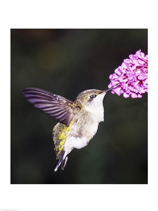 Framed Hummingbird Print