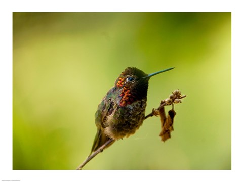 Framed Close-up of a Hummingbird perching on a branch Print