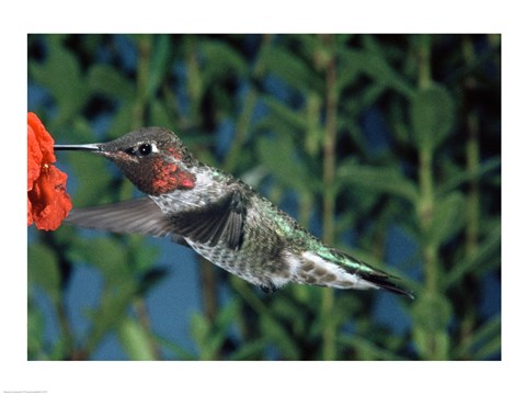 Framed Anna's hummingbird pollinating a flower Print