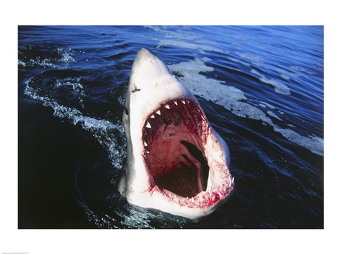 Framed Great White Shark with its mouth open Print