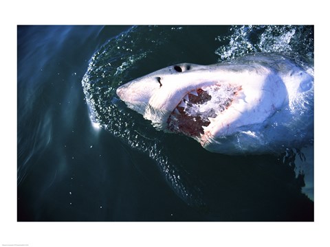 Framed Great White Shark Eating Print