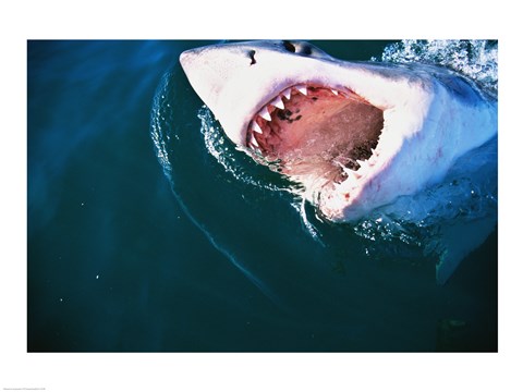 Framed Great White Shark Biting Print