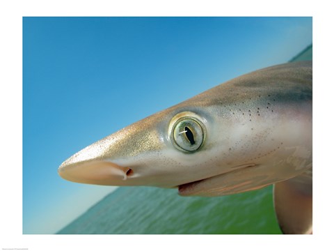 Framed Close-up of an Atlantic Sharpnose Shark, Gulf Of Mexico, Florida, USA Print
