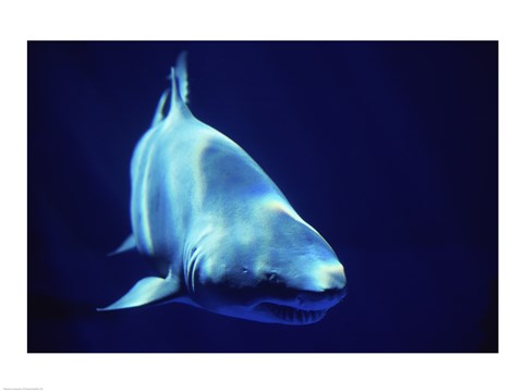Framed Shark Great White Print