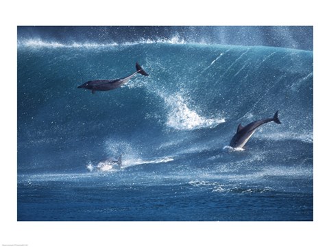 Framed Dolphins Catching A Wave Print