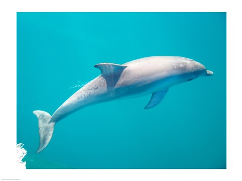 Framed Side profile of a dolphin underwater Print