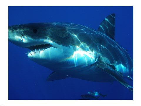 Framed Greatwhite Print