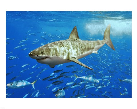 Framed White Shark Print