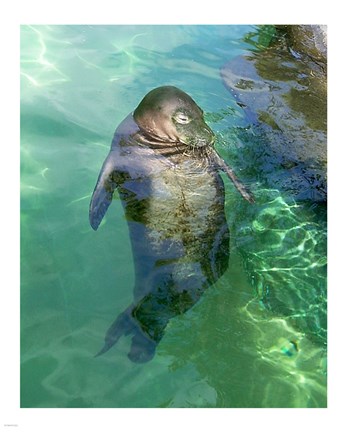 Framed Hawaiian Monk Seal Print