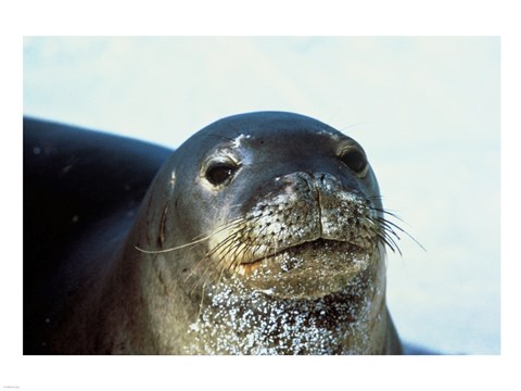 Framed Monk Seal Print