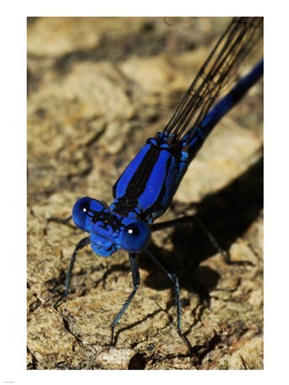 Framed Springwater Dragonfly Print