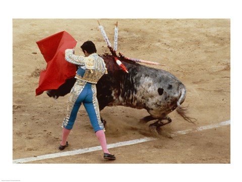 Framed Matador fighting a bull, Plaza de Toros, Ronda, Spain Print