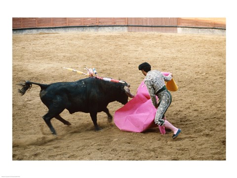 Framed Matador fighting a bull, Plaza de Toros, Ronda, Spain Print