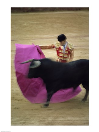 Framed matador and a bull at a Bullfight, Spain Print