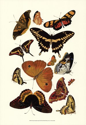 Framed Yellow Butterfly Study Print