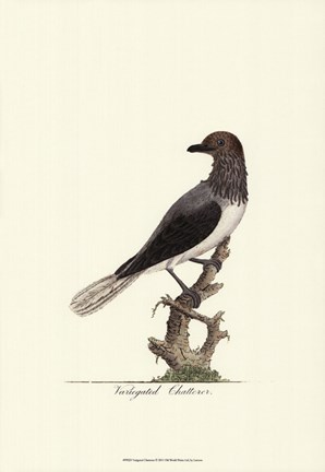 Framed Varigated Chatterer Print