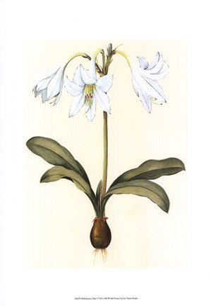 Framed Belladonna Lilies I Print