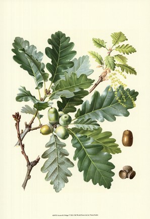 Framed Acorns &amp; Foliage I Print