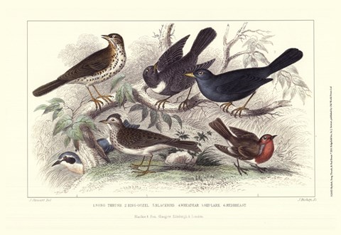 Framed Skylark, Song Thrush, &amp; Red Breast Print
