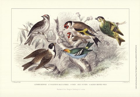 Framed Gold Finch, Buntings, &amp; Wrens Print