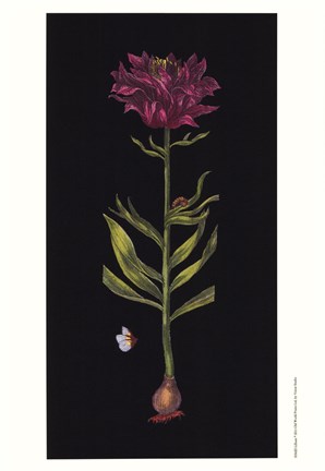 Framed Lillium Print