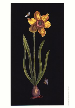 Framed Jonquille Print