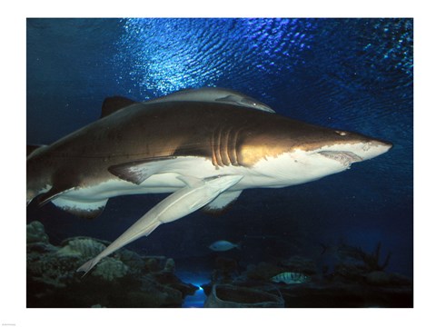 Framed Inside Aquarium Tunnel Viewing Sharks Print