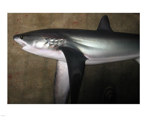 Framed Thresher Shark Print