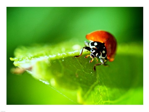 Framed Anderson Mancini Ladybug Print